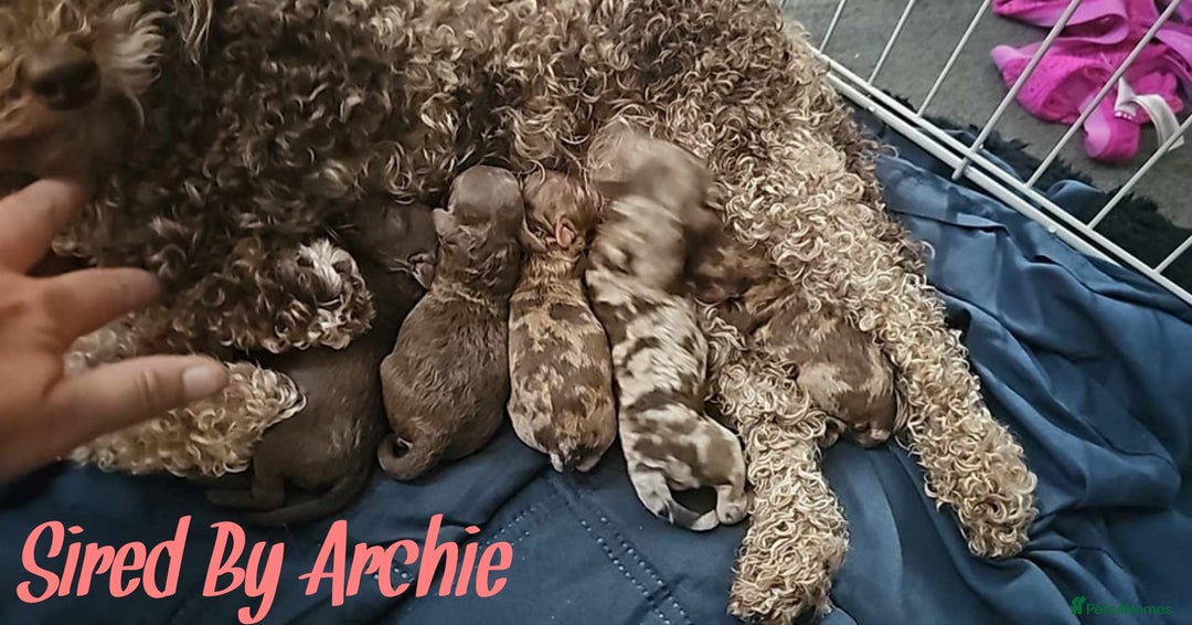 Toy Poodle dogs for stud: Proven Chocolate Sable Toy Poodle Stud in Mexborough - Image 3