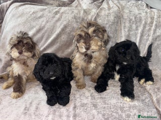 Cockapoo dogs Vaccinated Cockapoo Puppies - Advert 7