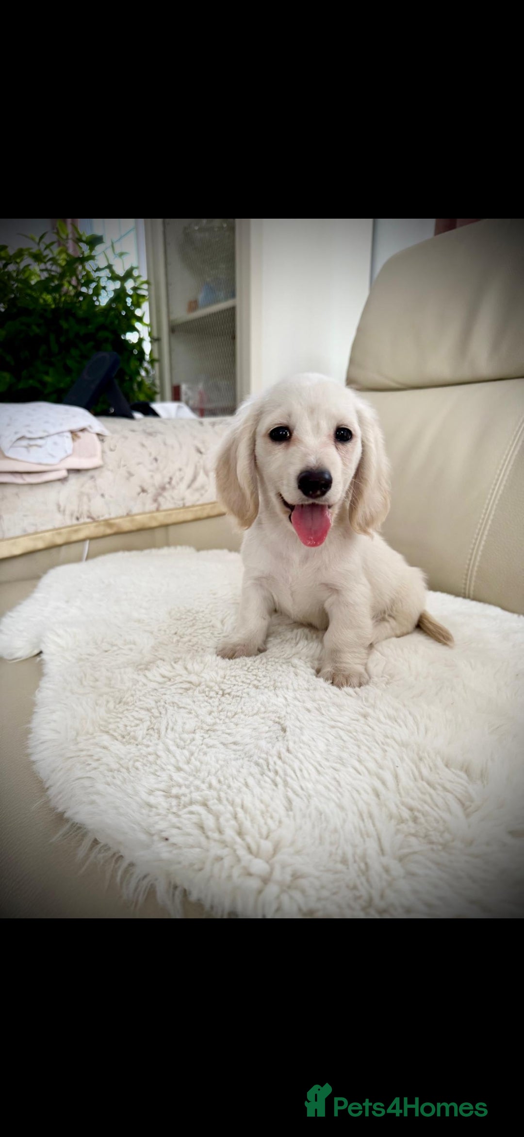 Miniature Dachshund dogs for stud: KC REG ONE OF A KIND EE/ii CREAM MINI DACHSHUND in Hinckley - Image 25