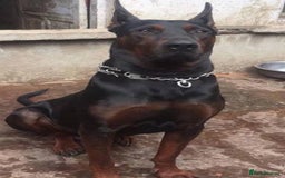 Mixed Breed dogs for sale: Apollo - Image 2
