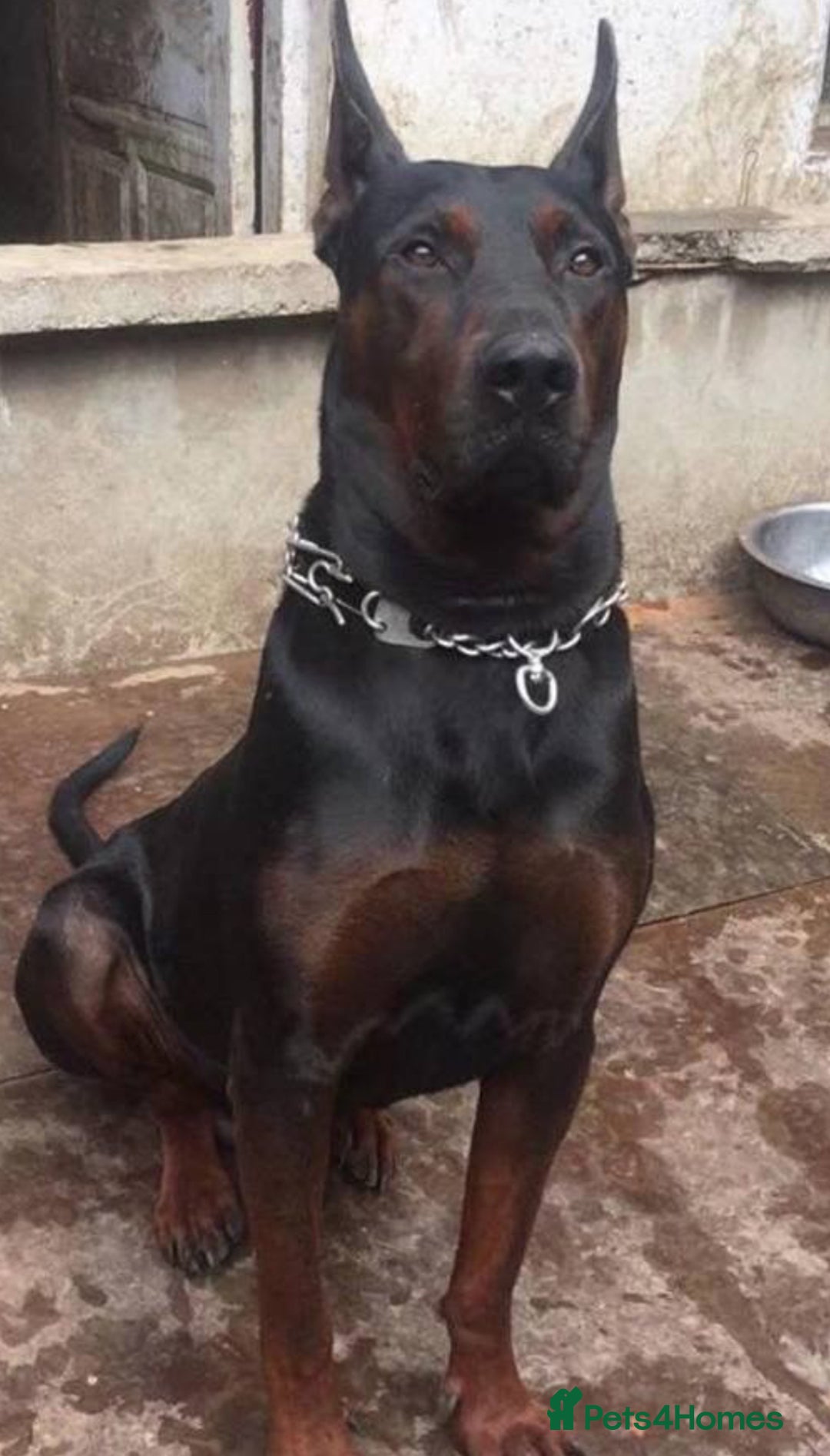 Mixed Breed dogs for sale: Apollo - Image 2