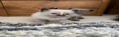 Ragdoll Kitten 6- Seal