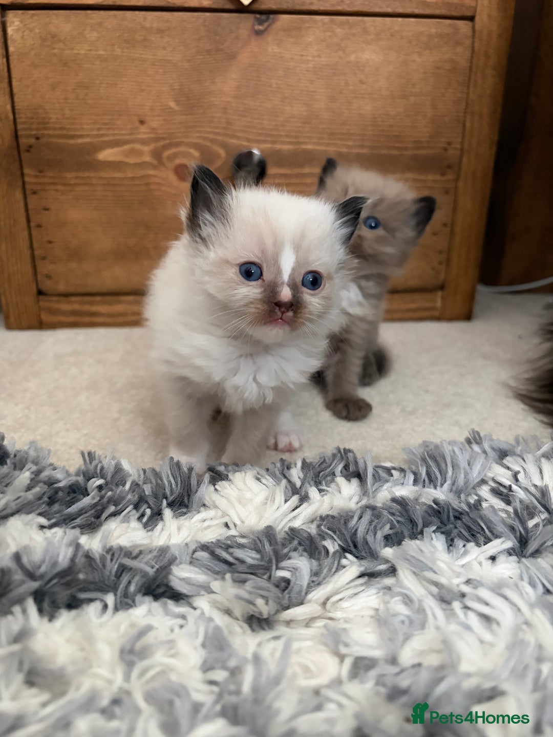 Ragdoll cats for sale: Beautiful Ragdoll Kittens For Sale  - Advert 4