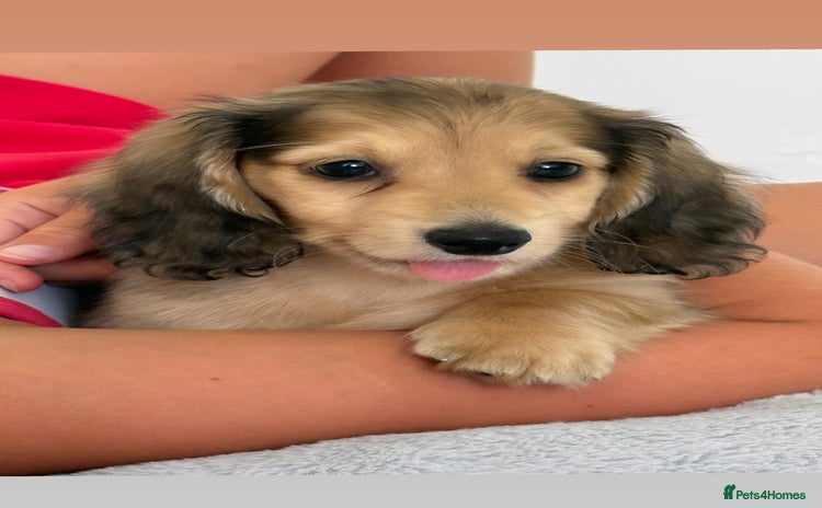 Miniature Dachshund dogs - Advert 13