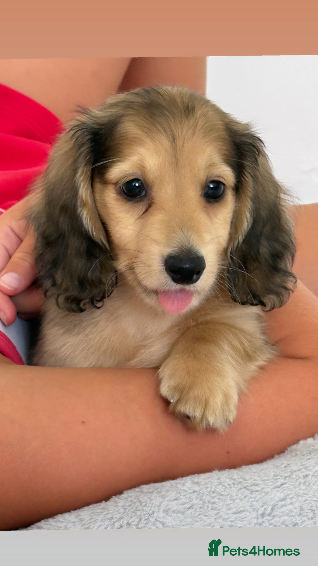 Miniature Dachshund dogs for sale: Omshantipuppies miniature dachshund puppies - Image 1