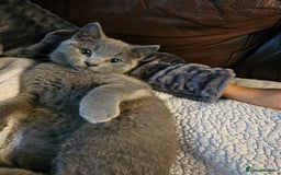 Mixed Breed cats for sale: Beautiful British Shorthair Cross  - Image 22