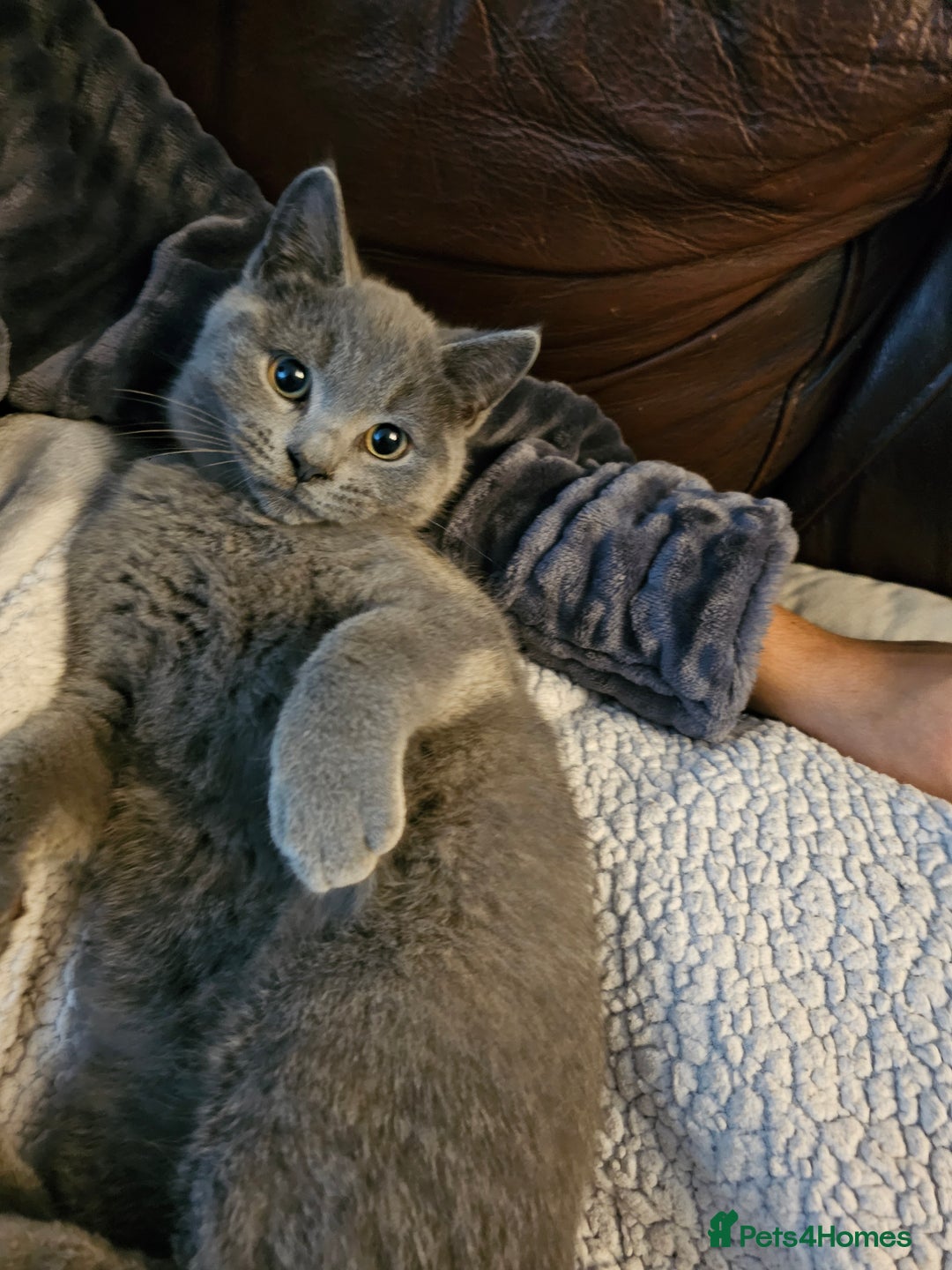 Mixed Breed cats for sale: Beautiful British Shorthair Cross  - Image 22