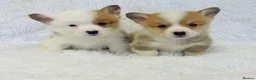 Welsh Corgi Pembroke dogs for sale: 🦊 Beautiful Corgi Puppies 🦊 - Advert 3