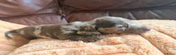Miniature Dachshund dogs for sale: Miniature Dachshund Puppies - Advert 34