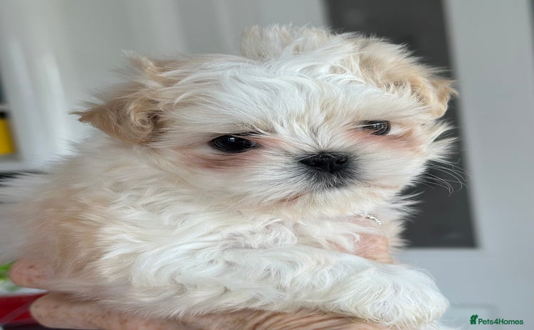 Shih Tzu dogs - Advert 1