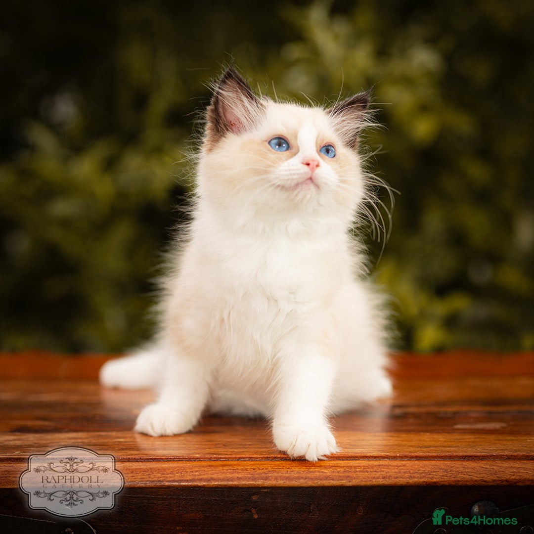 Ragdoll cats for sale: Ragdoll Bicolor Kitten Girl TICA REDUCED!!! - Image 1