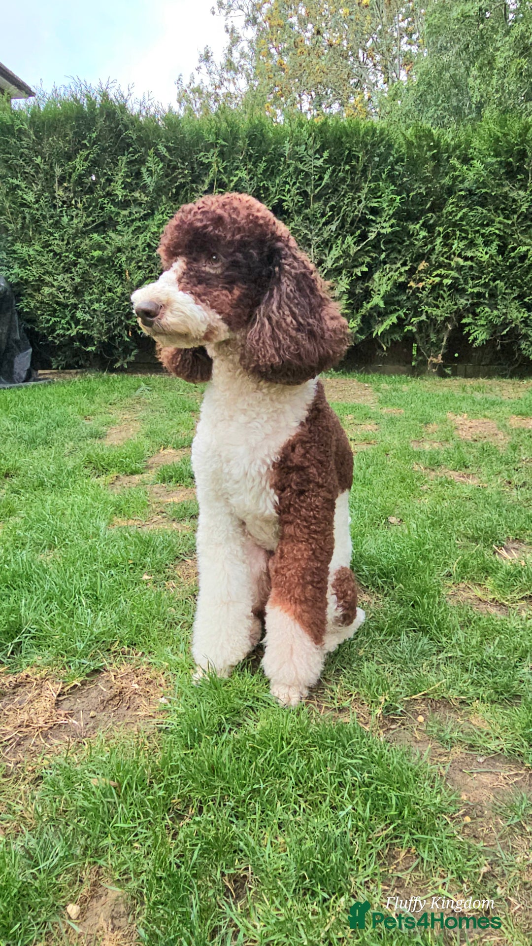 Goldendoodle dogs for stud: FULLY HEALTH TESTED! MOYEN POODLE STUD! in Kettering - Image 19