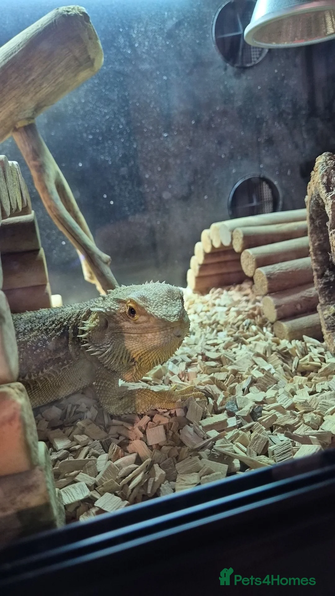 Bearded Dragon reptiles for sale: Female bearded dragon (flash) in Wellingborough - Advert 5