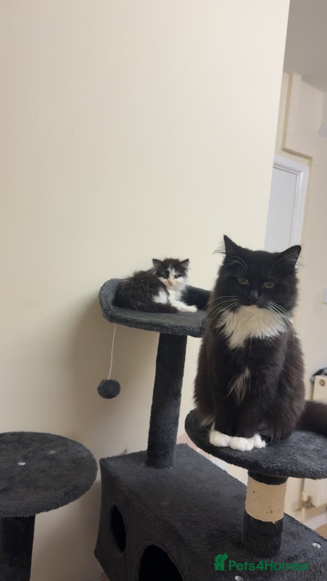 Mixed Breed cats for sale: 2 kittens  - Advert 2