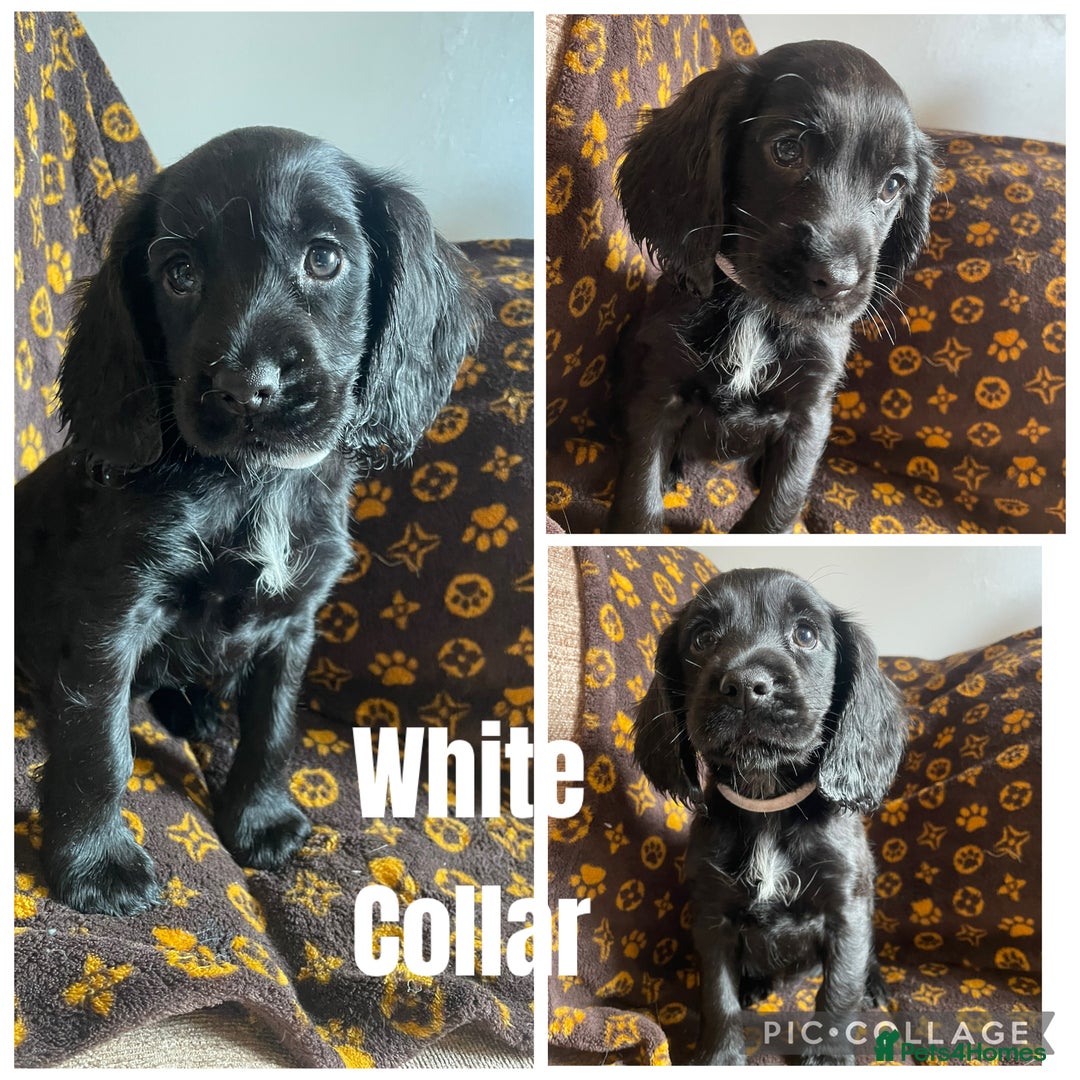 Cocker Spaniel dogs for sale: COCKER SPANIEL GIRLS READY FOR NEW HOMES  - Image 15