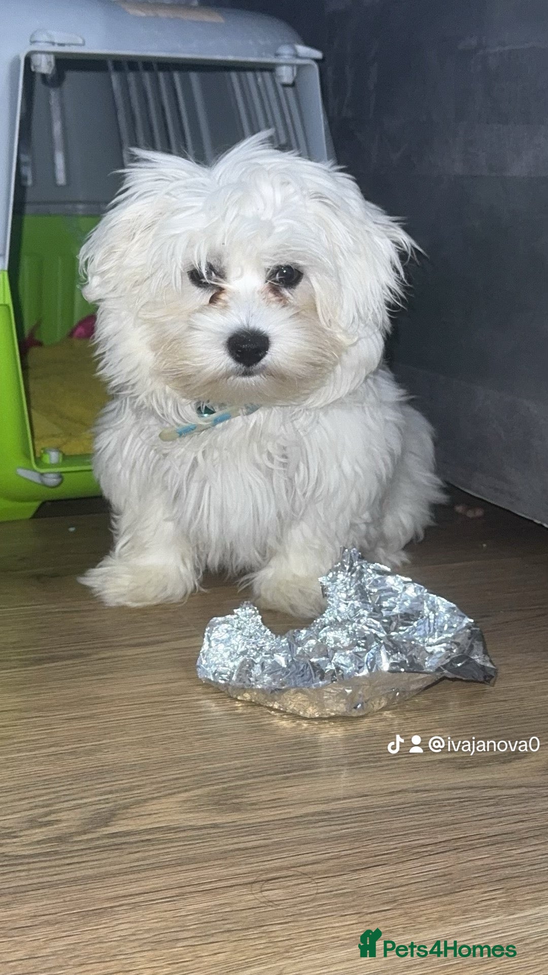 Maltese dogs Maltese ready looking for a new home - Advert 5