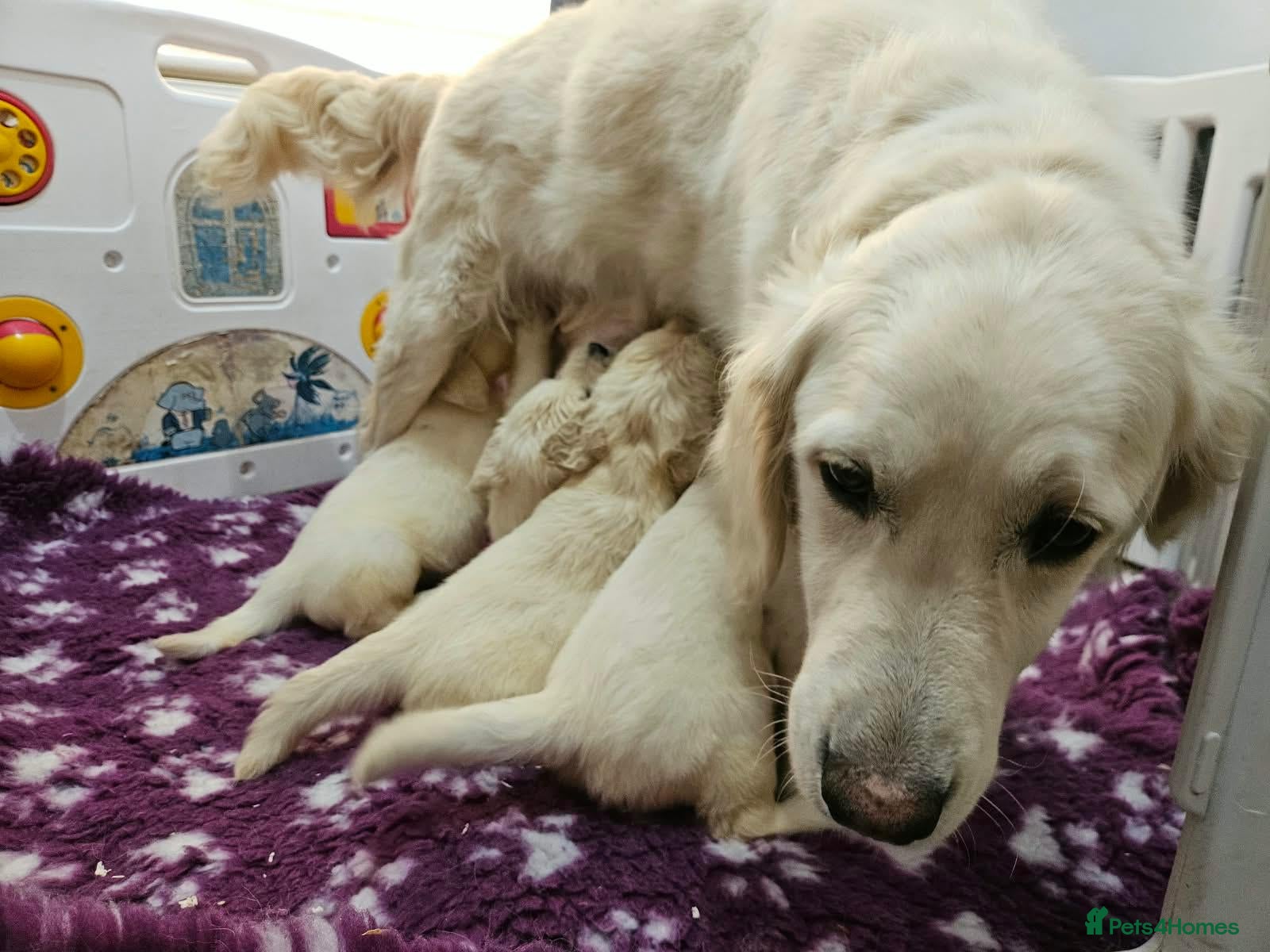 Golden Retriever dogs Cuddly KC Reg Golden Retriever Puppies - Advert 1