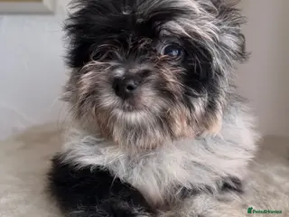 Maltipom dogs Korean maltipom puppies - Advert 17