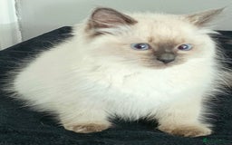 Ragdoll cats for sale: Blue Point Ragdoll Kittens for sale   - Image 10