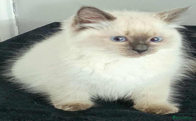 Ragdoll cats - Advert 1
