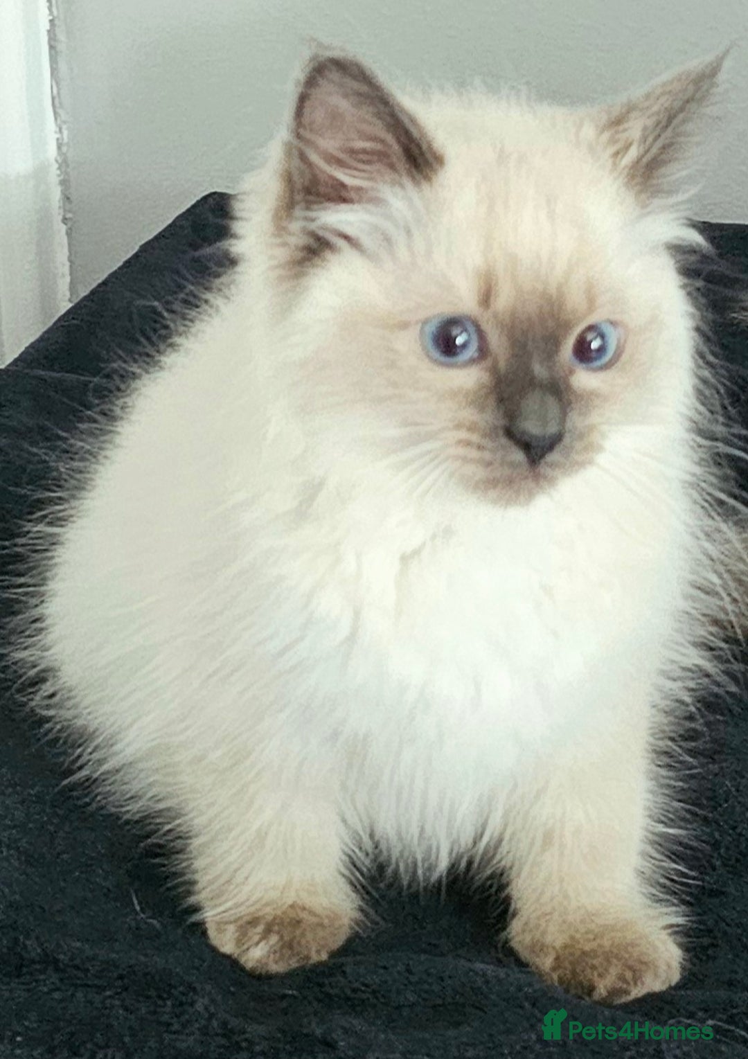 Ragdoll cats for sale: Blue Point Ragdoll Kittens for sale   - Image 10