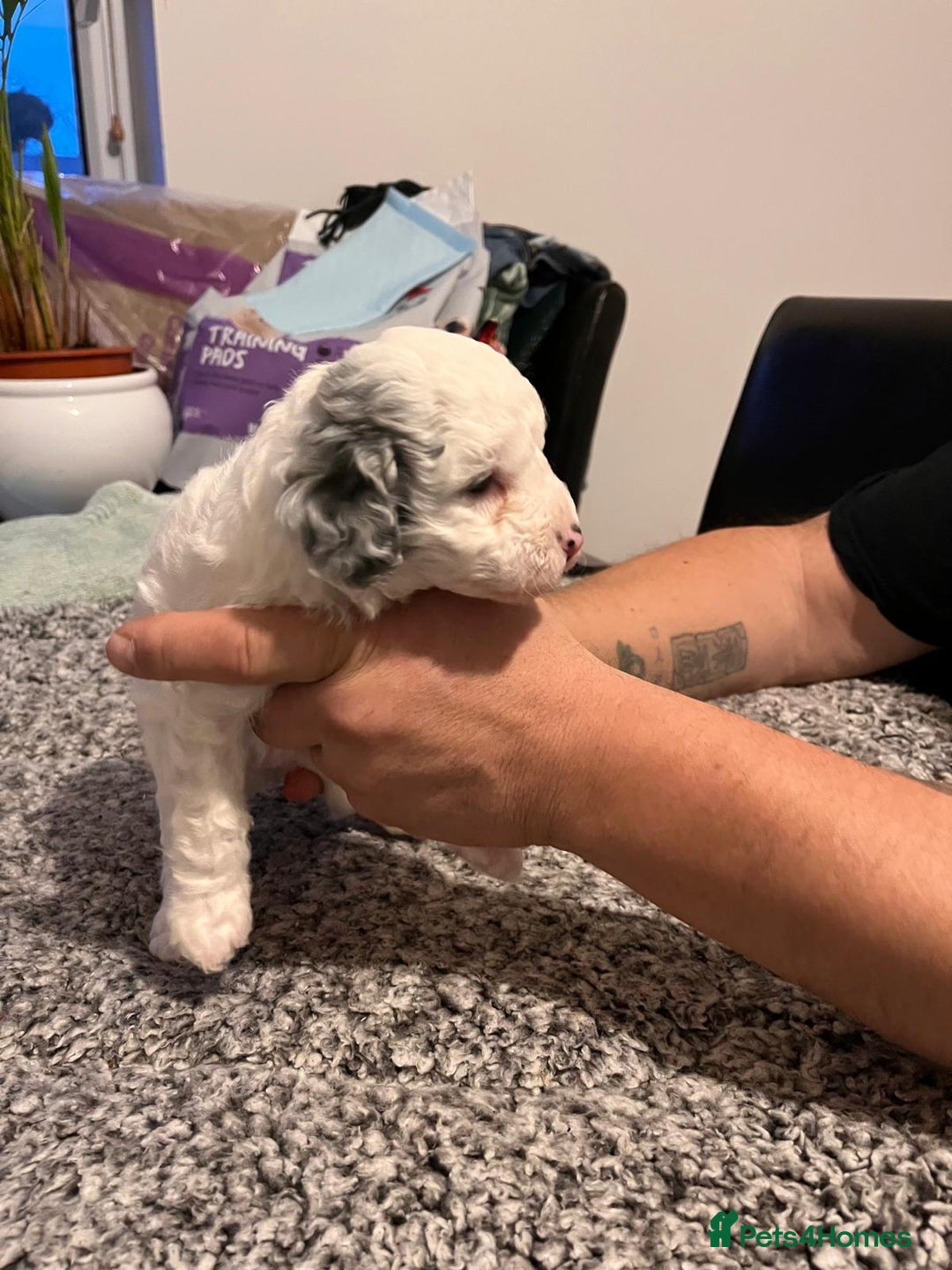 Cockapoo dogs for sale: Cockapoo puppies  - Advert 18