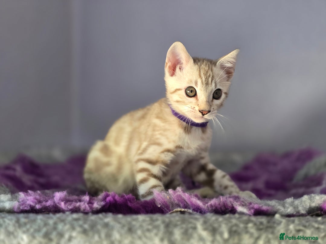 Bengal cats for sale: TICA Champion Bengal Kittens  - Image 27