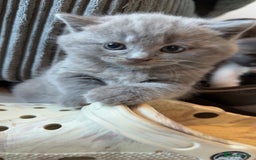 British Shorthair cats for sale: 4 beautiful British short hair kittens  - Image 4