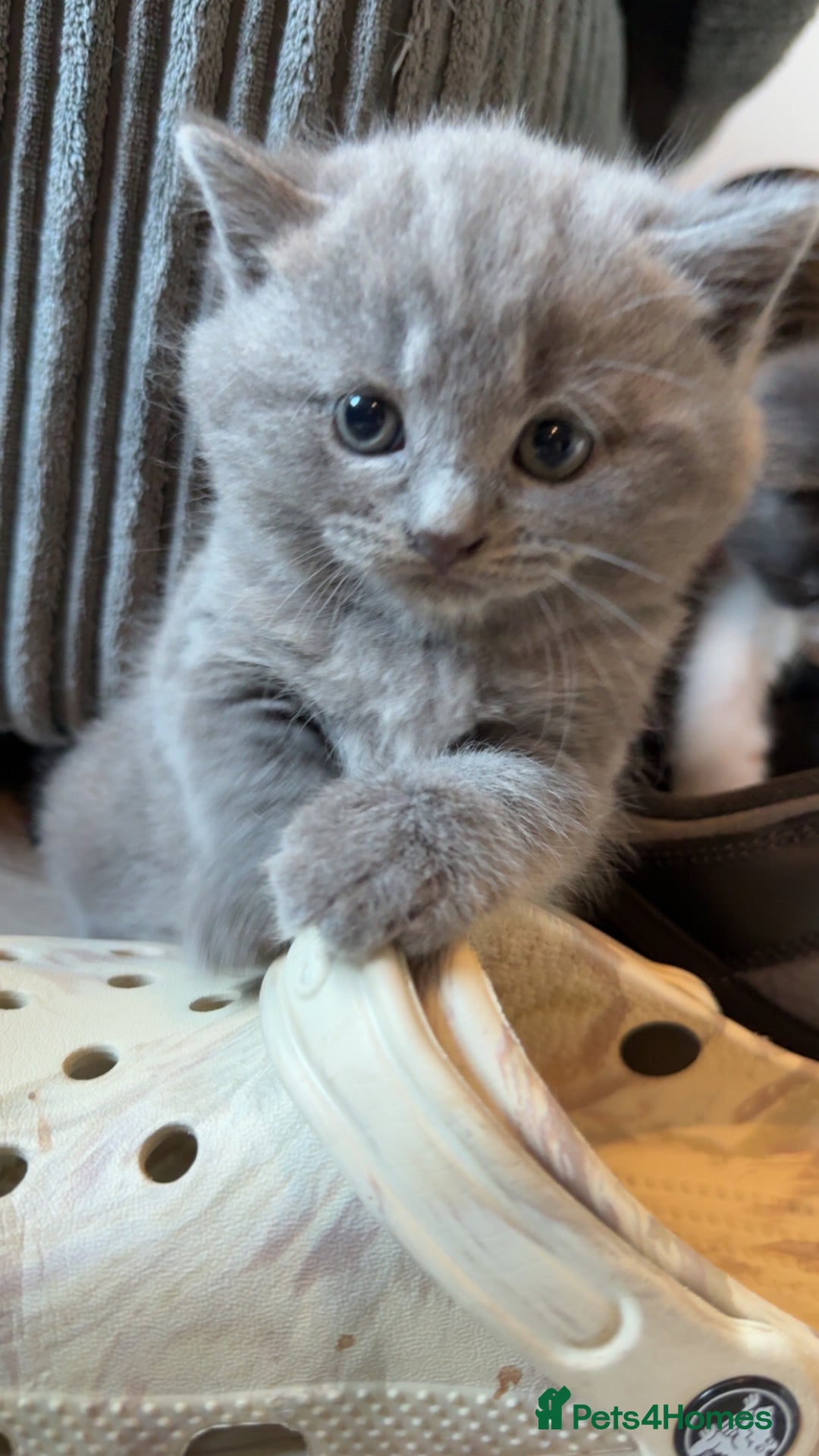 British Shorthair cats for sale: 4 beautiful British short hair kittens  - Image 4