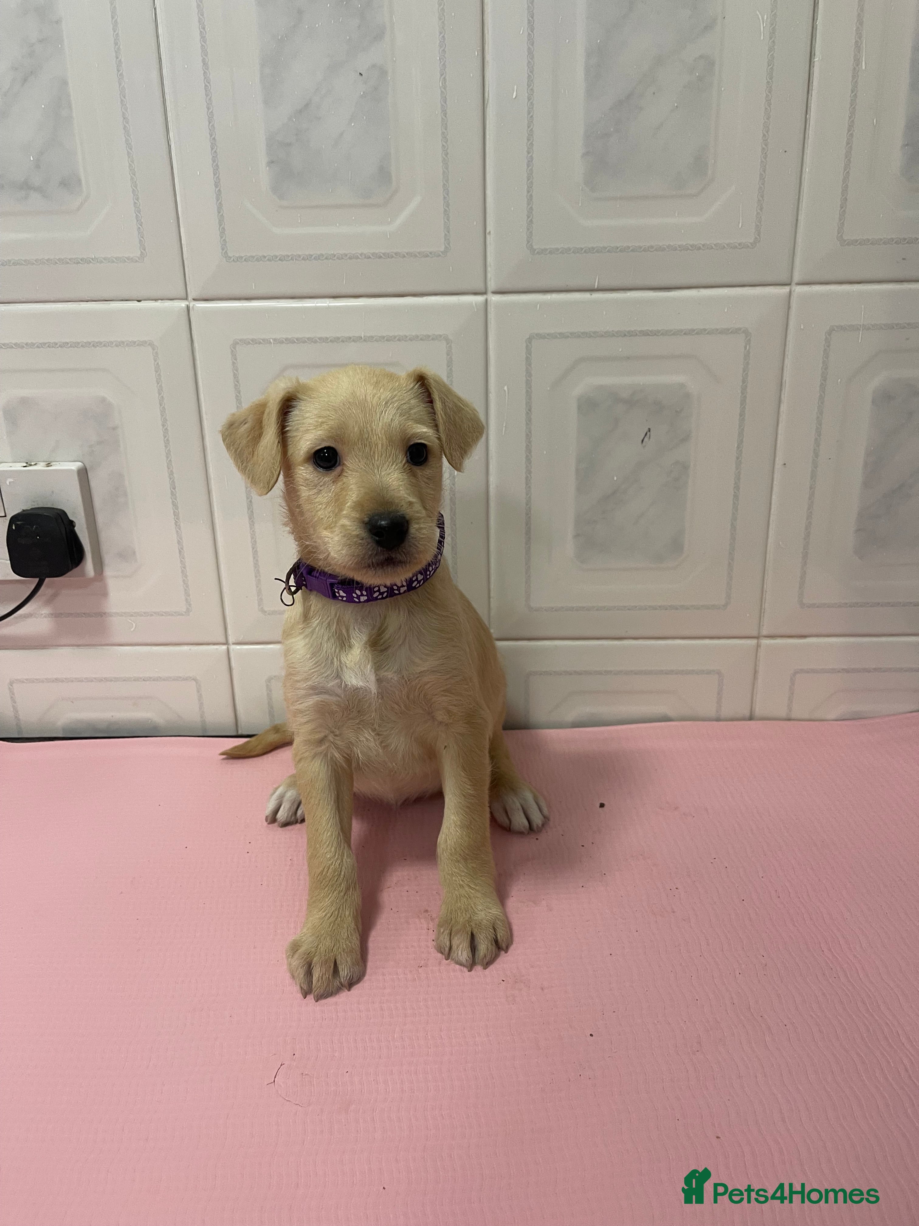 Jack Russell dogs 4 gorgeous girl ready now the perfect cams present - Advert 6