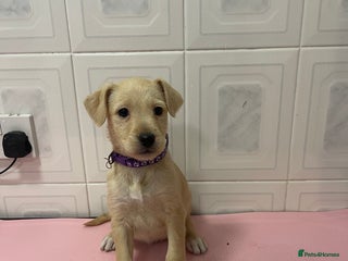 Jack Russell dogs 4 gorgeous girl ready now the perfect cams present - Advert 9