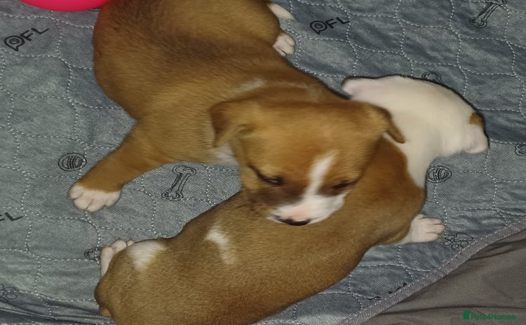 Mixed Breed dogs - Advert 16