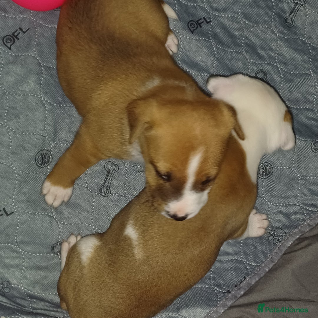 Mixed Breed dogs for sale: Mastiff x staffy puppies looking for new homes - Image 1