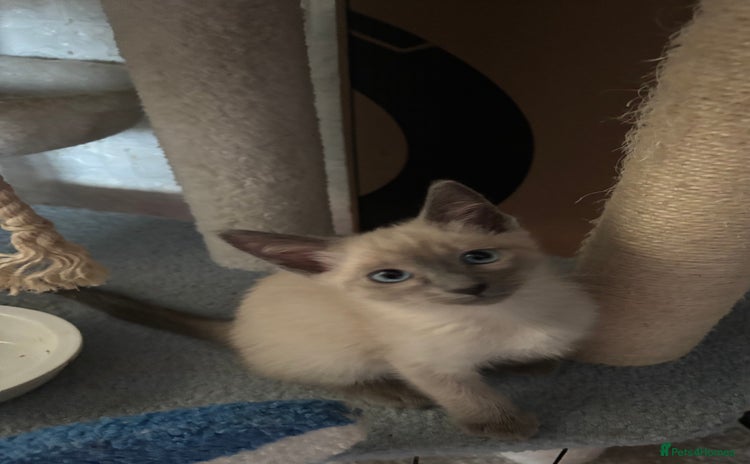 Ragdoll cats - Advert 2