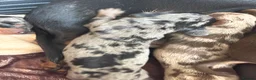 Miniature Dachshund dogs for sale: Miniature dauchunds  - Advert 5
