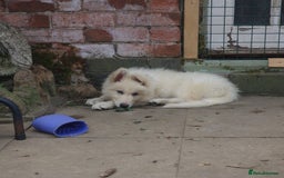 German Shepherd dogs for sale: Last white female German shepherd RTG in Nottingham - Image 8