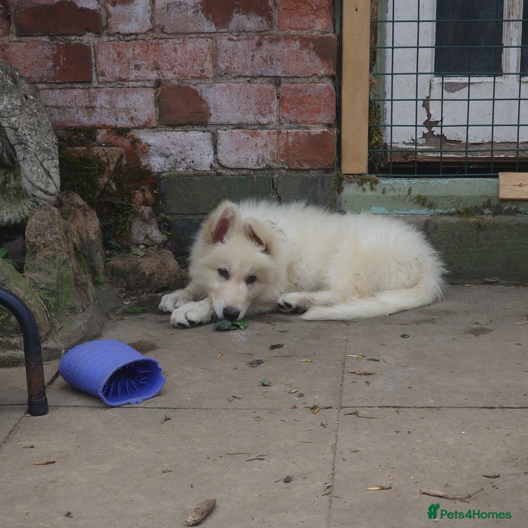 German Shepherd dogs for sale: Last white female German shepherd RTG in Nottingham - Image 8
