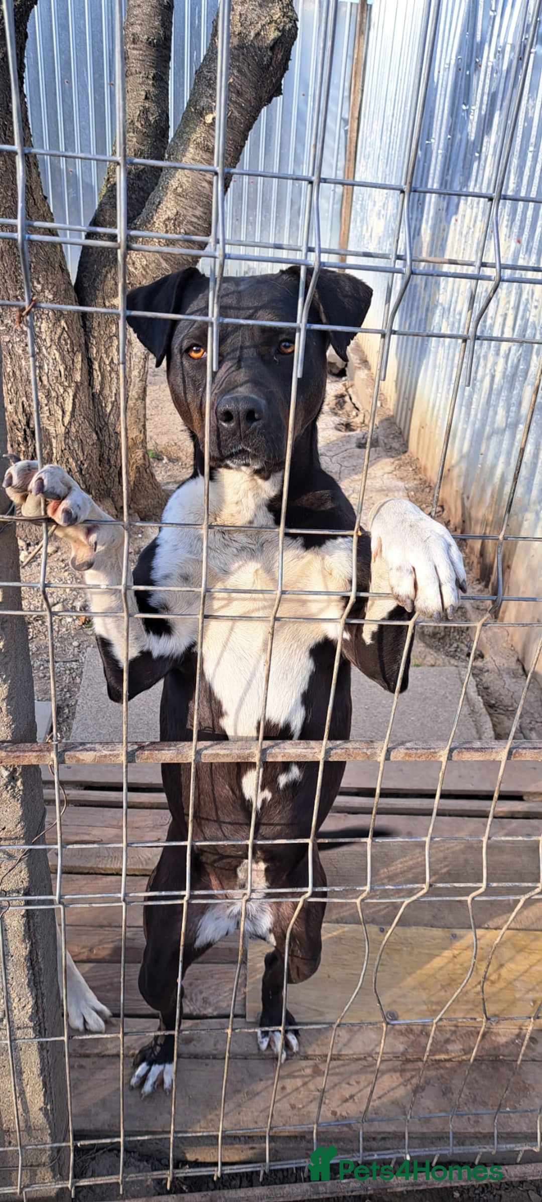 Mixed Breed dogs for adoption: LUCKY - a superb and gentle girl for a Loving Home - Image 1