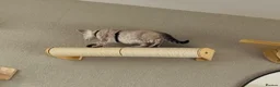 Bengal cats for sale: Beautiful sisters 11 weeks  - Advert 3