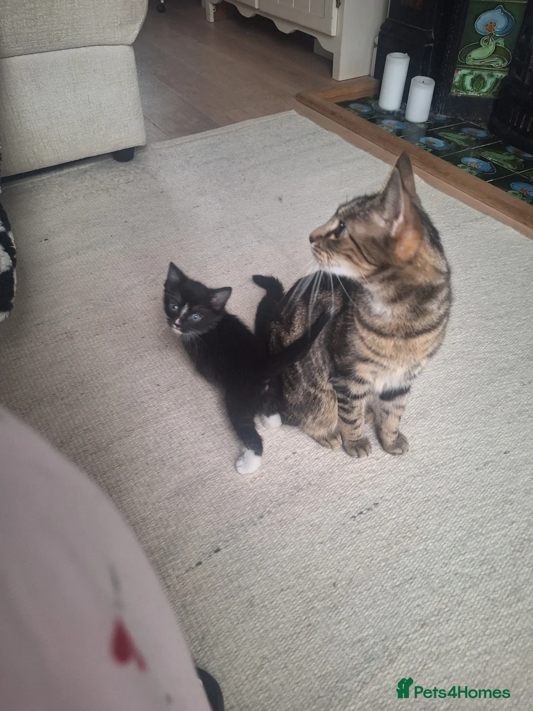 British Shorthair cats for sale: Kittens ready in 3 weeks  - Advert 3