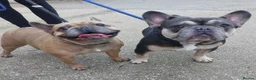 French Bulldog dogs for adoption: Gizmo & Oscar want a forever home together - Advert 2