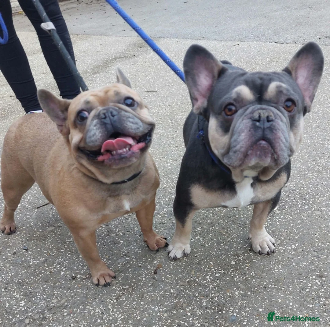 French Bulldog dogs for adoption: Gizmo & Oscar want a forever home together - Advert 2