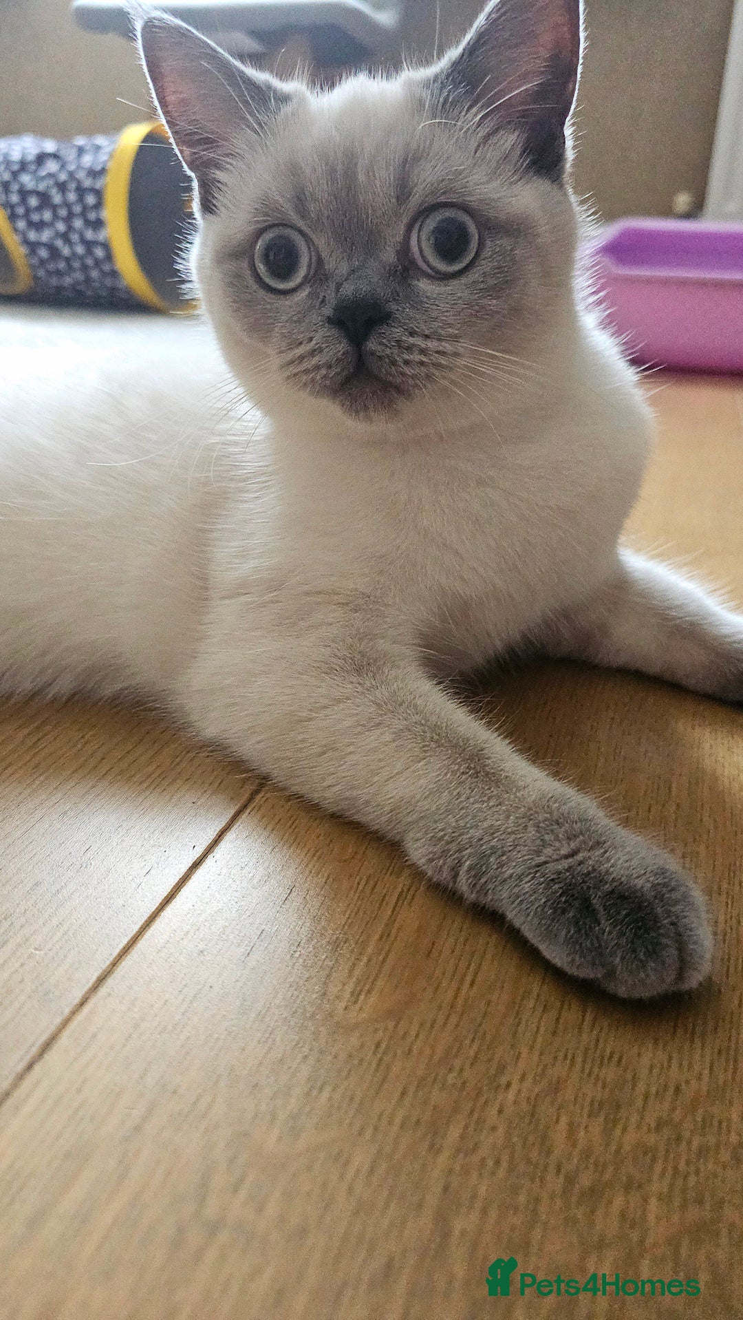 Scottish Fold cats for sale: 😸 Scottish Fold pedigree kittens😸 - Advert 15