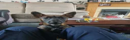 Belgian Shepherd Dog dogs for sale: 8 month old Belgian malinois  in Chesterfield - Advert 2