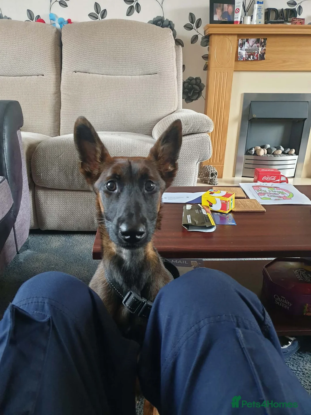 Belgian Shepherd Dog dogs for sale: 8 month old Belgian malinois  in Chesterfield - Advert 2