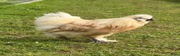 Chickens poultry for sale: CHICKENS FOR SALE – POINT OF LAY HENS & ROOSTERS in Ilfracombe - Advert 24