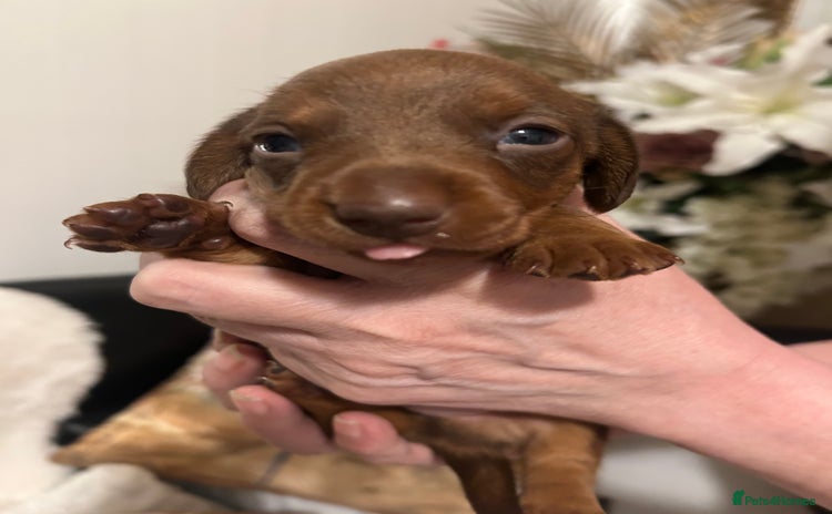 Miniature Dachshund dogs - Advert 3