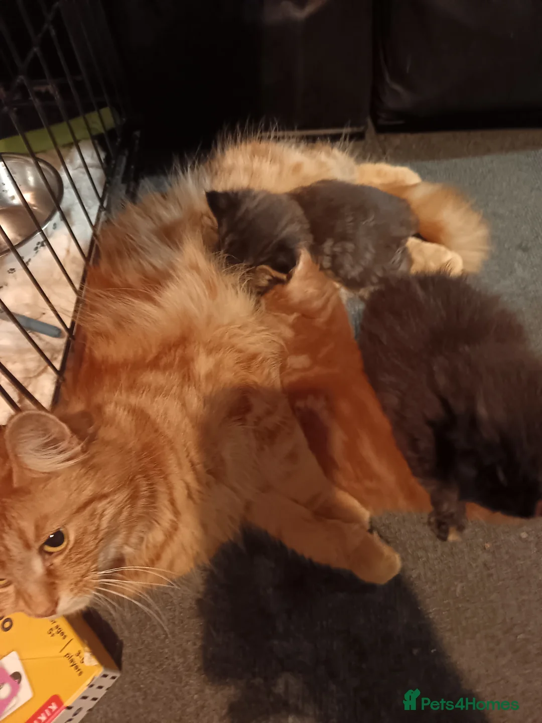 British Longhair cats for sale: Last kitten - Advert 2