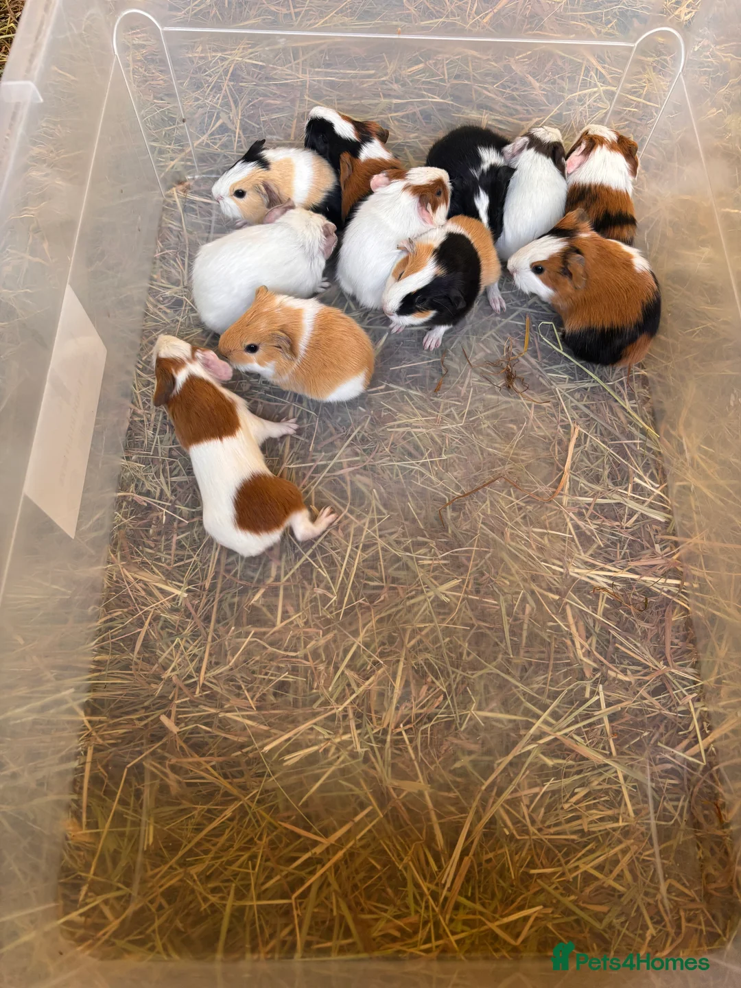 Guinea Pig rodents for sale: Baby Guinea Pigs  in Knighton - Advert 3