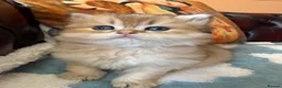 British Shorthair cats for sale: Lovely golden BSH & BLH kittens - Advert 34